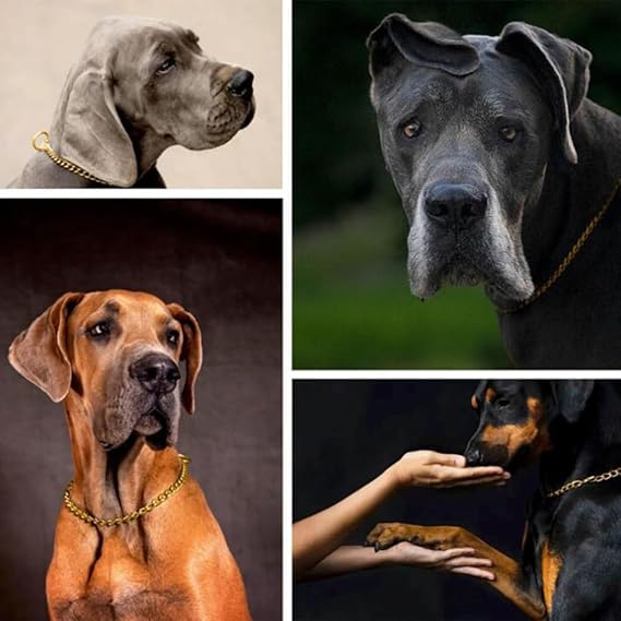 Golden Chain Choke Collar for Dogs, Metal Slip Link Training Heavy Duty Dog Choker Collar