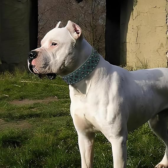 Leather Collar Extra Large