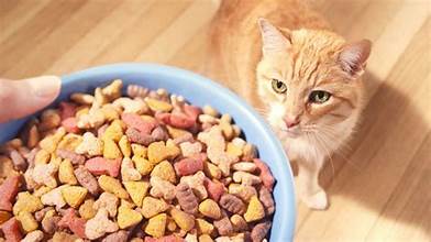Cat Dry Food