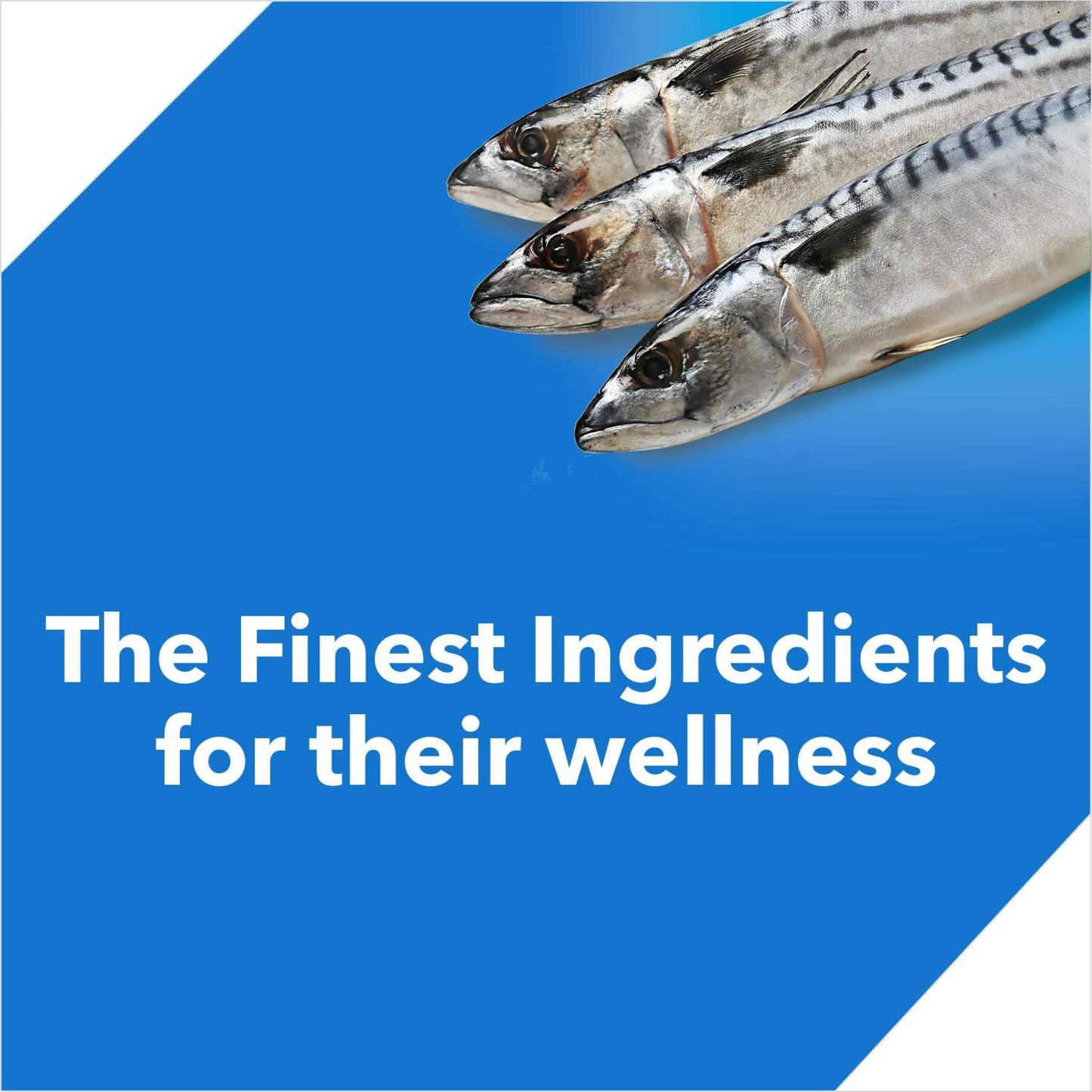 Drools Adult(+1 year) Dry Cat Food, Ocean Fish, 1.2 kg