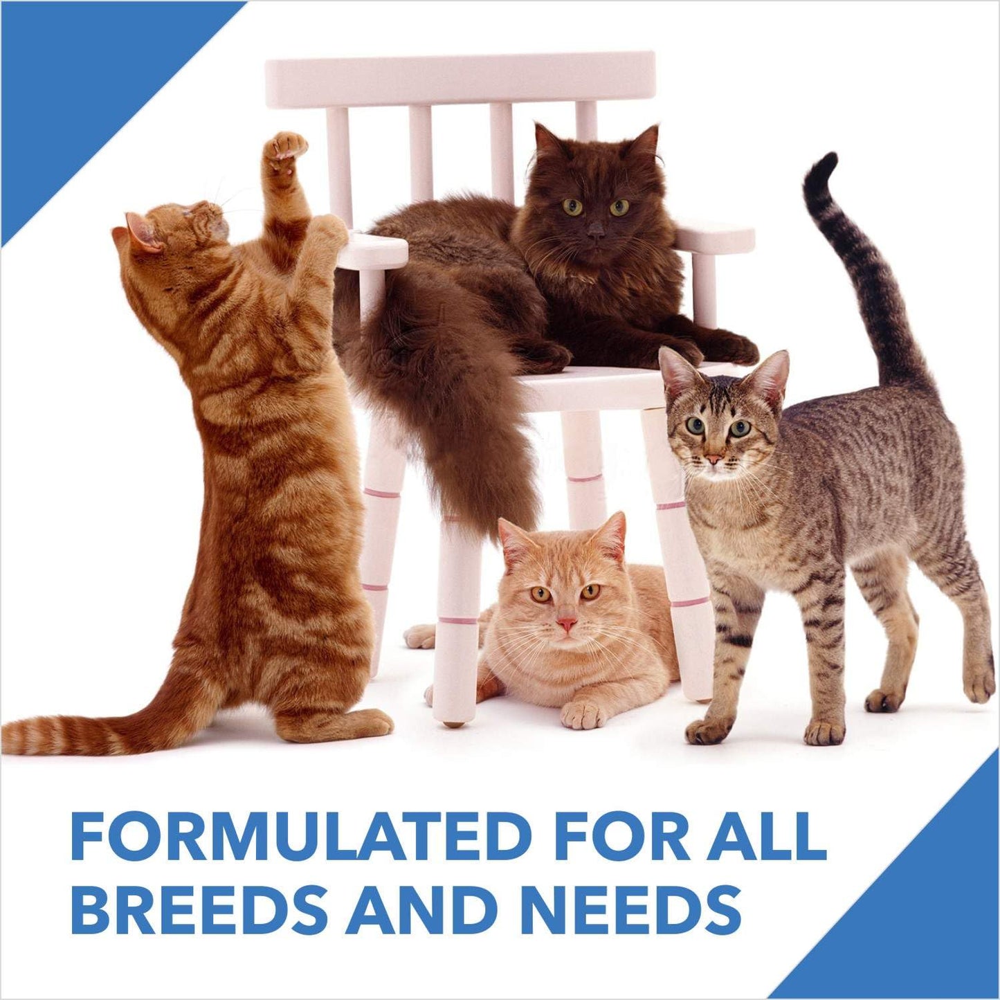 Drools Adult(+1 year) Dry Cat Food, Ocean Fish, 3 kg