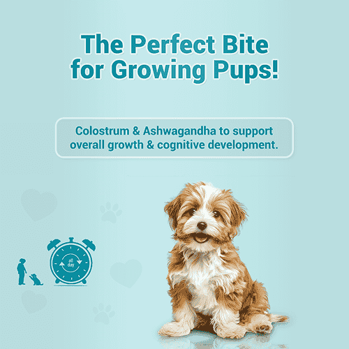 Natural Remedies Treat O'Clock Milk with Chicken Meat Treats for Dogs