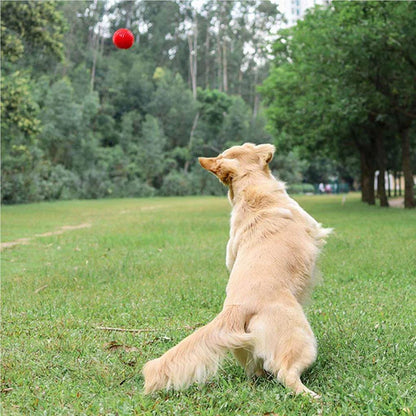Red Hard Dog Toy
